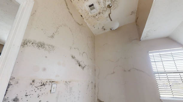 Best Emergency Mold Remediation  in Atoka, NM