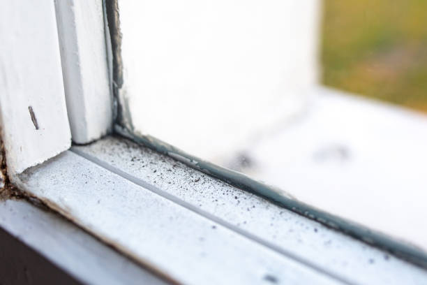 Best Dehumidification Services  in Atoka, NM