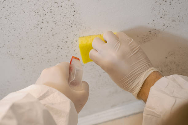 Best Real Estate Mold Inspection  in Atoka, NM