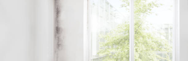 Mold Documentation for Insurance Claims in Atoka, NM