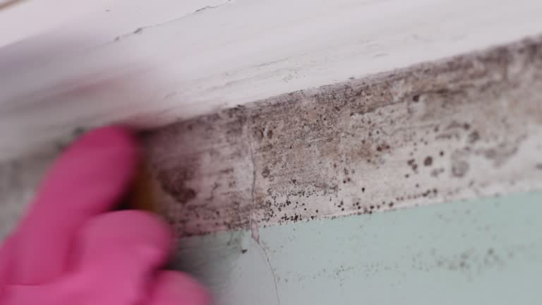 Best Mold Prevention Services  in Atoka, NM